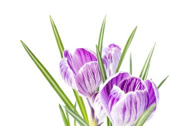 Büyük Crocus sativus C. vernus çiçekleri, beyaz bir arka planda mor çizgilerle kartpostallar, Anneler Günü için selamlar, Sevgililer Günü. Yakın plan.