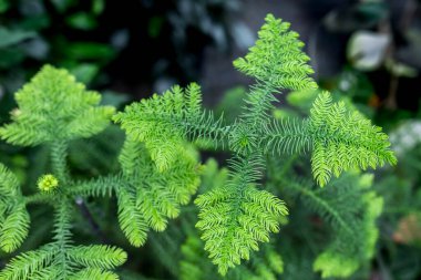 Araucaria biramulata ebediyen yeşil kozalaklı ağaçtır. Norfolk çam ağacındaki narin dalların makro görüntüsü.