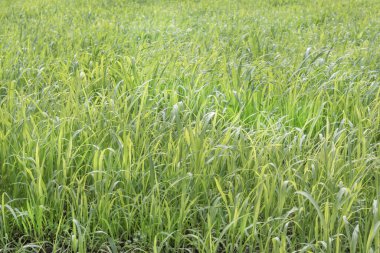 Güneşin doğuşunda yemyeşil çimen arka planı. Tarım alanında otların yetiştirilmesi