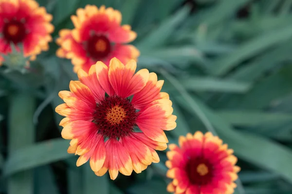 Gaillardia aristatası yakın planda kırmızı-sarı çiçek açar. Sıradan bir çiçeğin renkli güzel sanat görüntüsü, bir grup gösterişsiz bahçe çiçeği..