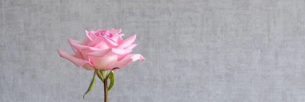 One pink rose flower on a gray wall background with a copy of the text space. One rose as a symbol of beauty, refinement or loneliness. Banner.