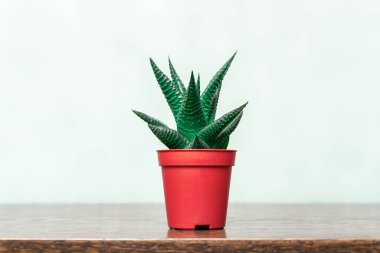 Aloe aristata, Asphodelaceae familyasından bir bitki cinsidir. Plastik bir kaptaki popüler ev bitkisi.