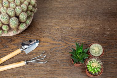 Tahta bir masada üç küçük kaktüs ve bahçe aletleri. Ev bitkileri nakli konsepti. Üst Manzara. Boşluğu kopyala