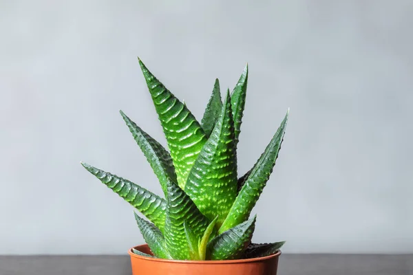 Popular Houseplant Plastic Pot Aloe Aristata Genus Evergreen Flowering Perennial — Stock Photo, Image