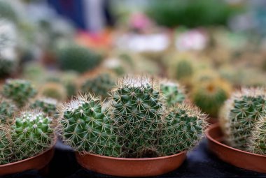 Seramik kaplarda çeşitli yeşil kaktüsler var. Seçici odak