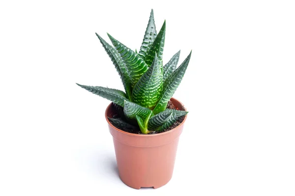 Aloe Aristata Genus Evergreen Flowering Perennial Plant Family Asphodelaceae Popular — Stock Photo, Image