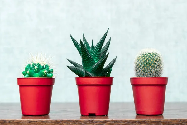 Three Small Cacti Red Plastic Pots Wooden Table Tinted Minimalistic — Stock Photo, Image