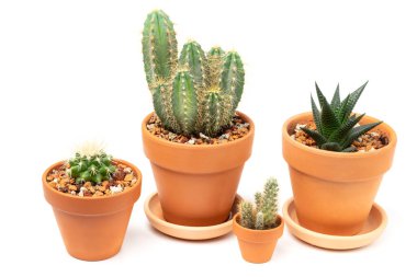 Boyanmamış seramik kaplarda çeşitli kaktüsler koleksiyonu. Beyaz arkaplanda izole.