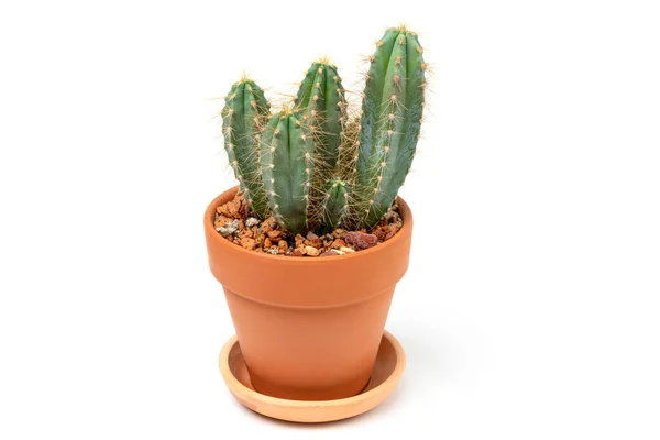 Green Cactus Cereus Ceramic Pot Isolated White Background — Stock Photo, Image