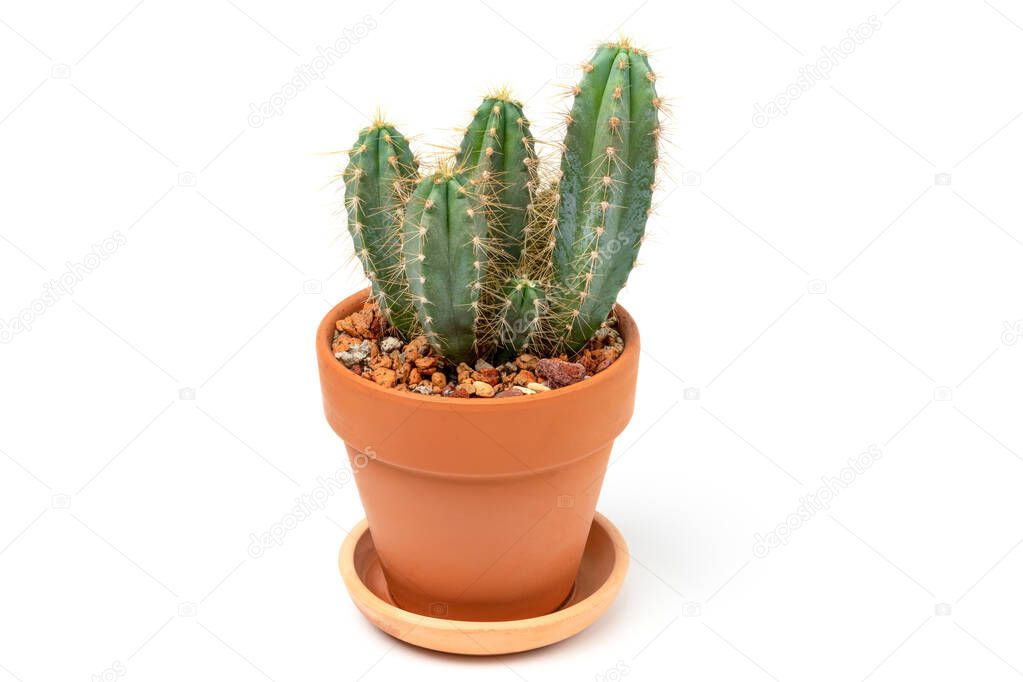 Green cactus Cereus in ceramic pot. Isolated on white background