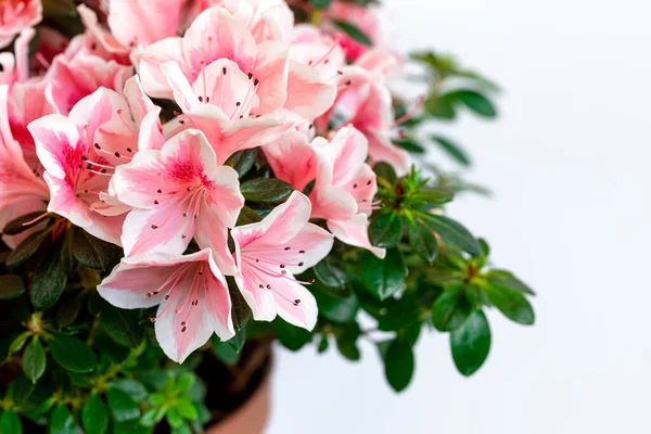 Close up of pink azalea blossoms or Rhododendron plant with flowers in full bloom on white background. — Stock Photo, Image
