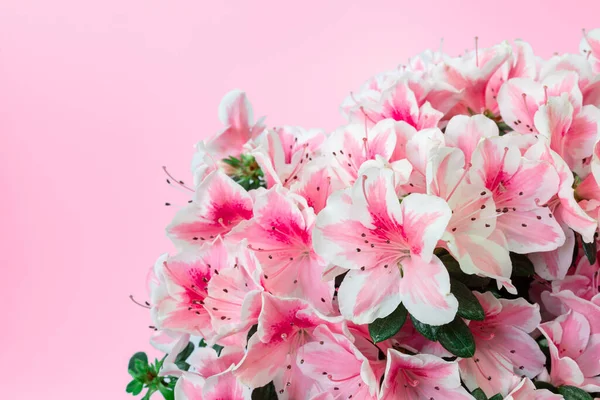 Close up of pink azalea blossoms or Rhododendron plant with flowers in full bloom on pink background. — Stock Photo, Image