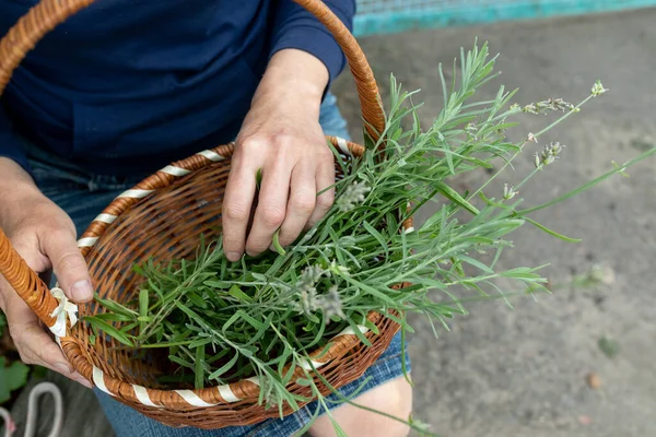 Kadın elleri sepetteki yeşil lavanta saplarını katlıyor. Çiçekçilik, çiftçilik. Yukarıdan görüntüle