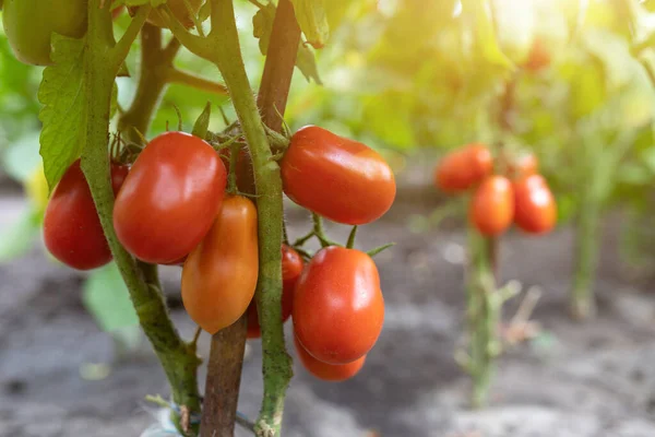 温室で栽培された赤い熟したトマト コピースペースでトマトの写真を庭付けする フィールドの浅い深さ — ストック写真