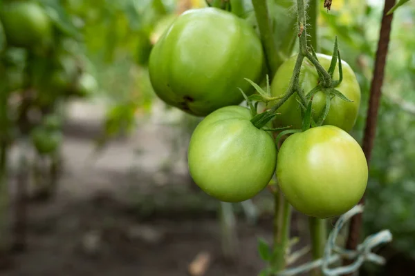 温室内の枝に大きな緑色のトマト 農場で有機野菜を栽培しています バイオ農業 選択的焦点 — ストック写真