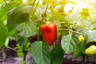 Güneş ışığında bir seranın dalında kırmızı dolma biber. Güneşin dalında taze kırmızı biber yetişiyor.