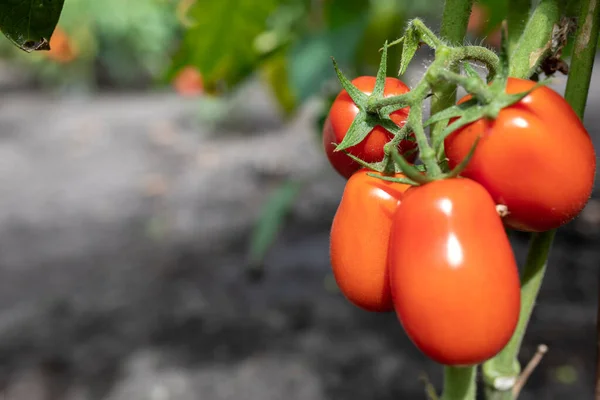 温室で栽培された赤い熟したトマト コピースペースでトマトの写真を庭付けする フィールドの浅い深さ スペースのコピー — ストック写真
