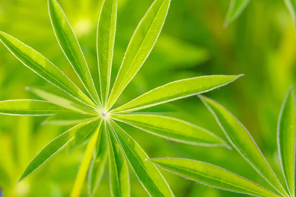Natural Background Light Green Lupine Leaves Lupine Leaves Have Unique — Stock Photo, Image