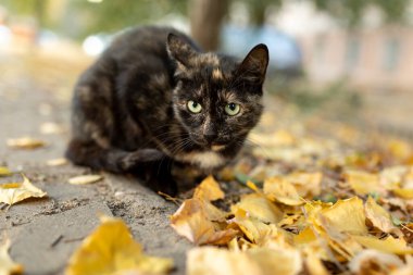 Koyu kahverengi, yeşil gözlü sokak kedisi kameraya bakıyor. Sarı yapraklı sonbahar arkaplanı. Yüzeyin derinliği