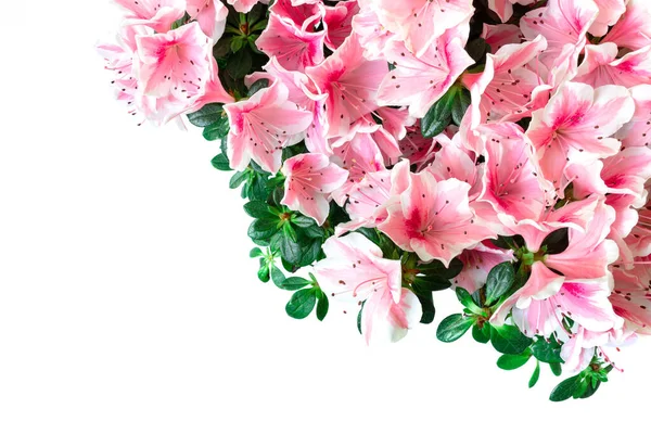 Pembe açelya çiçeklerini ya da beyaz arka planda çiçek açmış Rhododendron bitkilerini kapatın. Boşluğu kopyala.