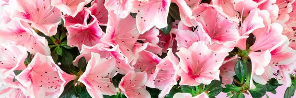 Рожева Квітка Азалії Або Рослина Рододендрон Квітами Повному Просторі Банер — стокове фото