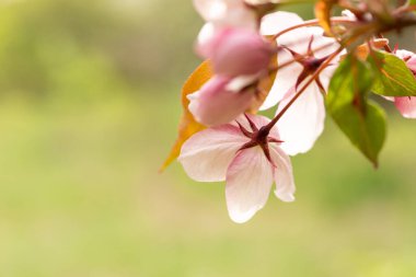 Açık yeşil arka planda vahşi elma çiçeklerinin yakın çekimi. Bir takvim, kitap ya da kartpostal oluşturmak için bir resim. Seçici odaklanma. Makro