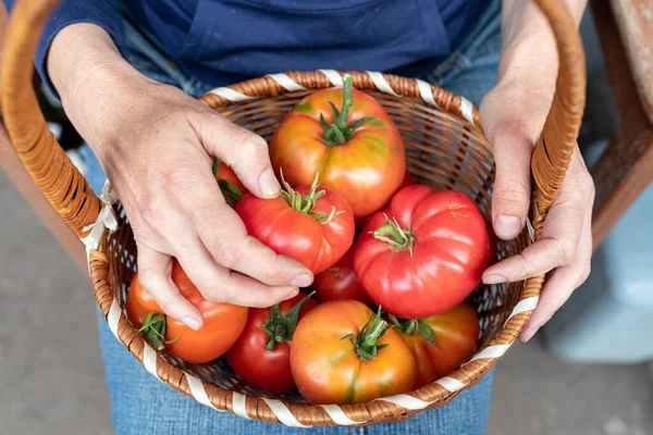 Woman Shows Grown Tomato Crop Basket Ripe Tomatoes Hands Elderly — Stock Photo, Image