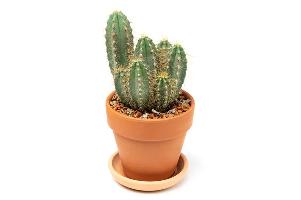 Close Green Cactus Cereus Ceramic Pot White Background Concept Indoor — Stock Photo, Image