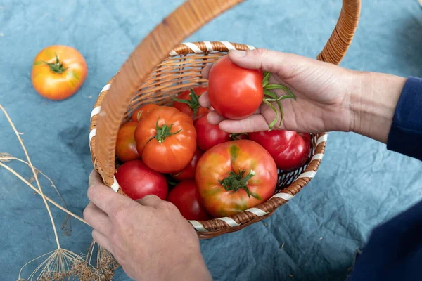 Women Hands Put Ripe Large Tomatoes Wicker Basket Farmer Prepares — Stock Photo, Image