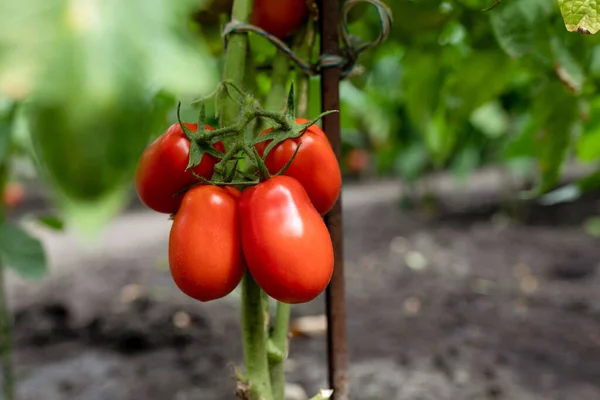 バイオ農業 家庭菜園で栽培されたおいしいトマト 自宅で野菜を栽培しています 選択的フォーカス スペースのコピー — ストック写真