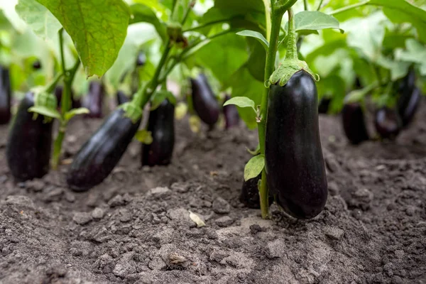 Ripe Eggplant Branch Greenhouse Growing Bio Vegetables Farm Eggplant Garden — Stock Photo, Image