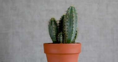 Kaktüs Cereus seramik bir tencerede gri bir duvara karşı. Döndürme