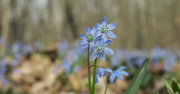Close - up di Scilla siberica o bucaneve blu. Piccoli fiori che ondeggiano nel vento. Vista dal basso — Video Stock