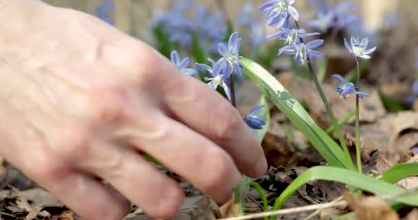 Una mano femenina recoge las primeras flores de primavera Scilla Siberica en el bosque. primer plano. — Vídeo de stock
