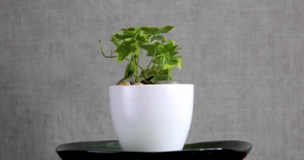 Planta interior Hedera helix sagittifolia en una maceta de cerámica blanca gira sobre fondo gris.. — Vídeos de Stock