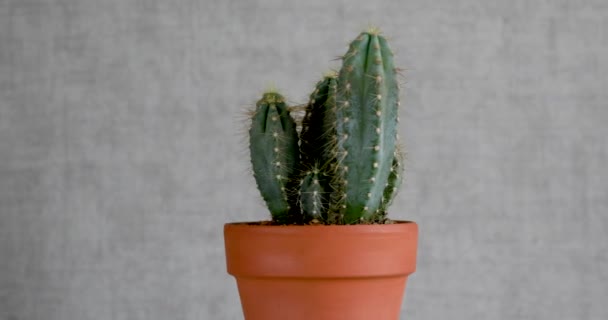 Cactus Cereus em um pote cerâmico contra uma parede cinza. Rotação — Vídeo de Stock