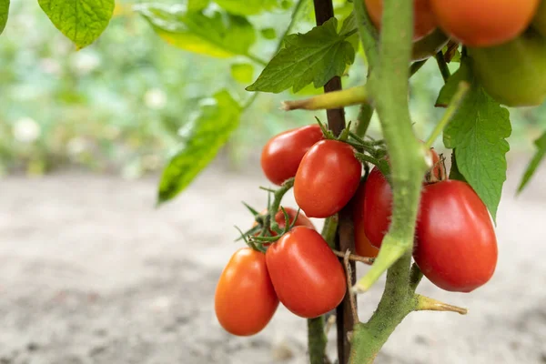 Красные Спелые Помидоры Выращенные Теплице Выращивание Органических Овощей Ферме Выборочный — стоковое фото