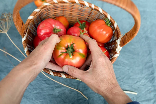 Basket Ripe Tomatoes Hands Elderly Lady Concept Farming Top View — Stock Photo, Image
