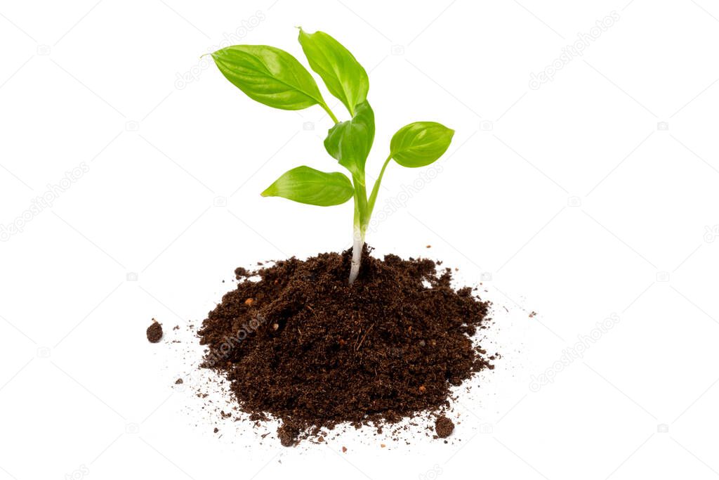 Young plant in pile of soil or ground isolated on a white background. Growth, new life concept