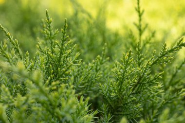 Doğal ardıç geçmişi. Cypress ailesindeki Juniperus 'un yakın çekimi, yeşillik detayları, doğal yeşil arka plan.
