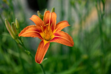 Şehir bahçesinde çiçek açan portakal çiçeği. Boşluğu kopyala