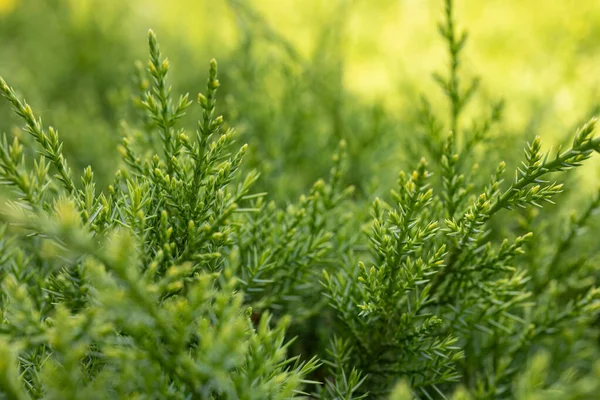 Doğal ardıç geçmişi. Cypress ailesindeki Juniperus 'un yakın çekimi, yeşillik detayları, doğal yeşil arka plan.