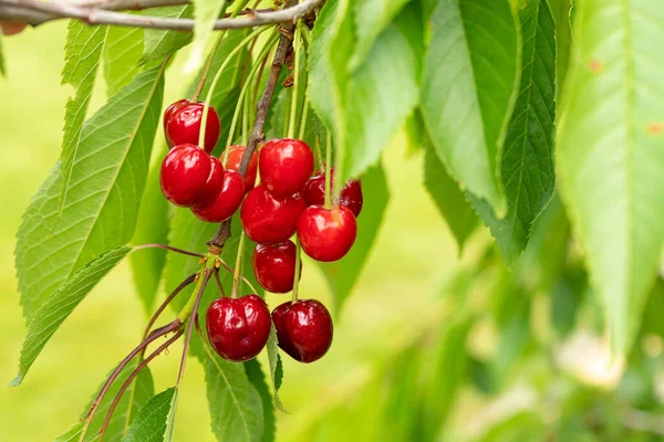 Bagas de cereja vermelhas maduras amadurecidas em ramificaçãoo jardim na primavera e no verão no fundo das folhas. Espaço de cópia — Fotografia de Stock