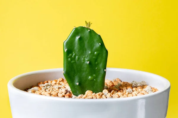 Opuntia Leaf Young Sprout Form Crown Pot New Life Concept — Stock Photo, Image