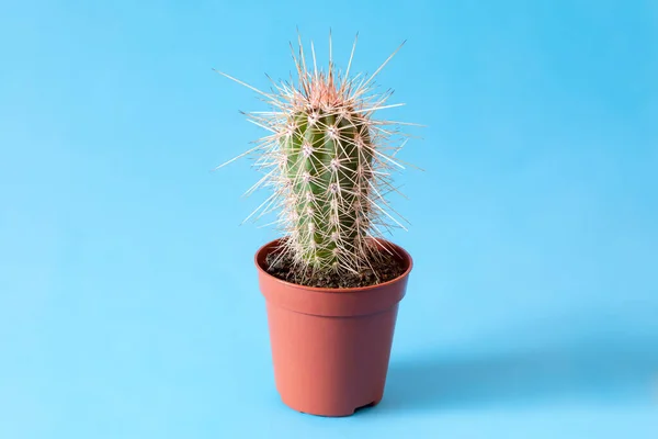 Small Stetsonia Coryne Cactus Long Needles Plastic Pot Blue Background — Stock Photo, Image