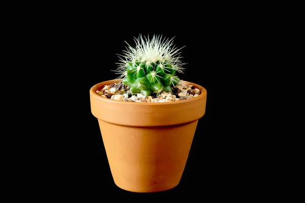 Clay Flower Pot Small Prickly Cactus Black Background Close — Stock Photo, Image