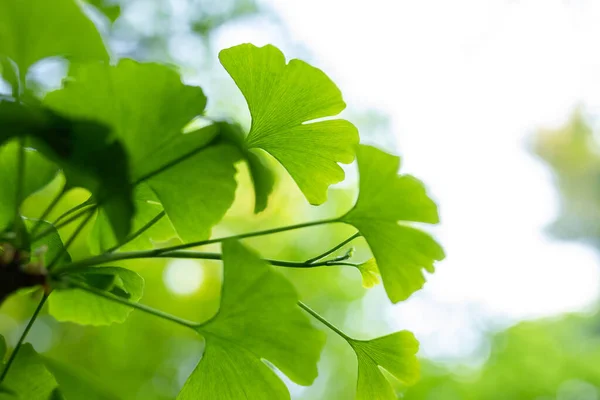 Ginkgo Biloba ağaç yaprağı yeşili yakın plan. Bitkisel tıp konsepti. Doğal arkaplan.