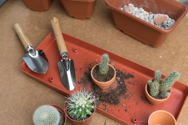 Transplanting Cacti Small Potted Cacti Small Garden Tools Hobby Gardening — Stock Photo, Image