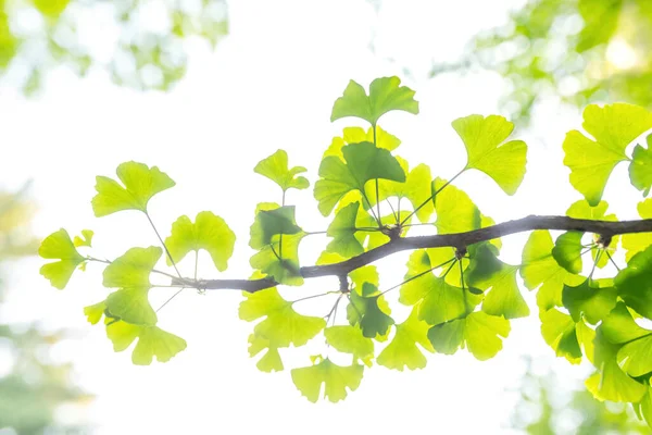 Ginkgo Biloba tree leaf green on a sunny day. Herbal medicine concept. Natural background. Soft focus. — Stock Photo, Image