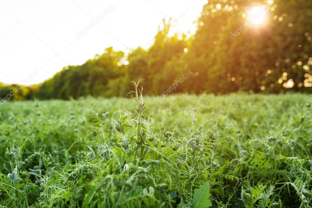 Young sprouts of Vicia villosa in a field at sunset. An important grain crop is grown on the farms field. Natural background.